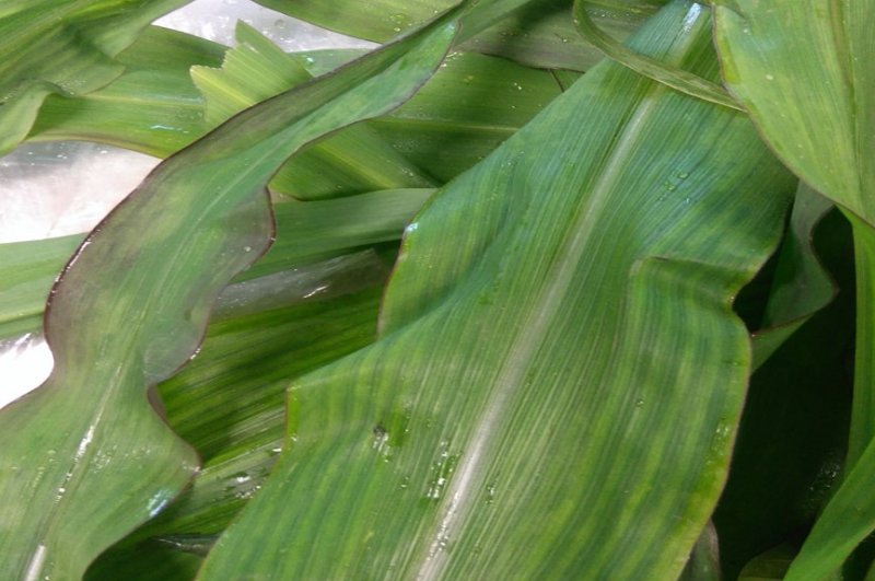 Vos feuilles de maïs ressemblent-elles à celles-ci ?